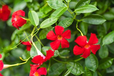 母の日 サンパラソル 鉢植え - Image 2