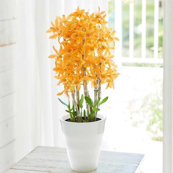 Mother’s Day Dendrobium Firebird Orchid