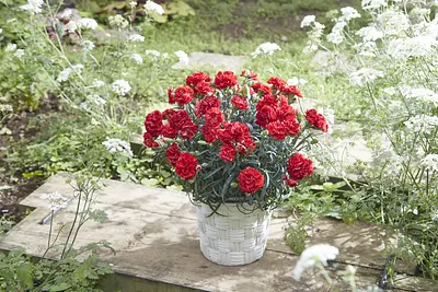 Mother's Day Carnation Pot Red - Image 2
