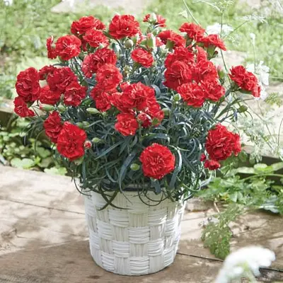 Mother's Day Carnation Pot Red