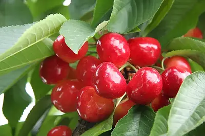 Auvil Farm Rainier & Dark Cherry Mix 2kg - Image 10
