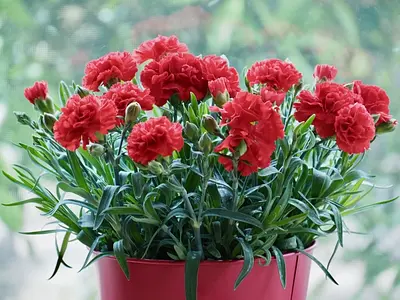 Mother's Day Carnation Pot Red - Image 3