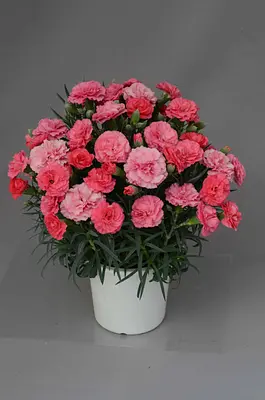Mother's Day Carnation Pot Pink - Image 4