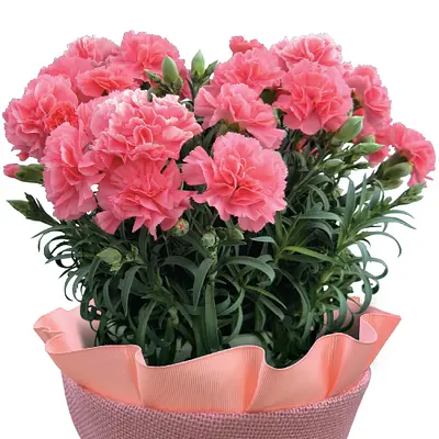 Mother's Day Carnation Pot Pink