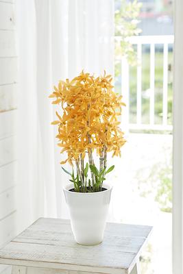 Mother’s Day Dendrobium Firebird Orchid - Image 2