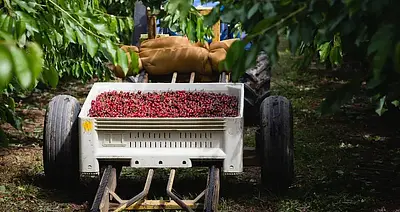 Auvil Farm Dark Cherry 2kg - Image 9