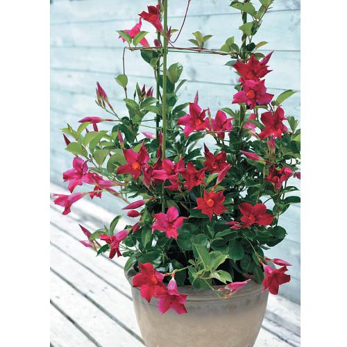 母の日 サンパラソル 鉢植え