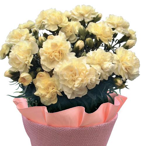 Mother's Day Carnation Pot Yellow