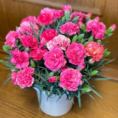 Mother's Day Carnation Pot Pink - Image 2