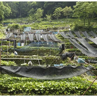 Kameya Hon Wasabi Oroshi - Image 4