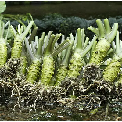 Kameya Hon Wasabi Oroshi | Nijiya Market