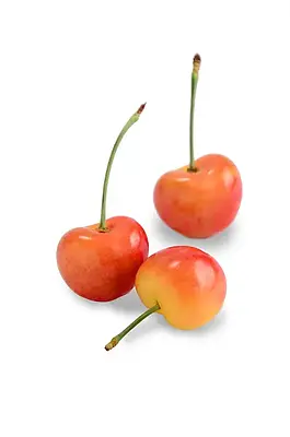 Auvil Farm Rainier Cherry 2kg - Image 3