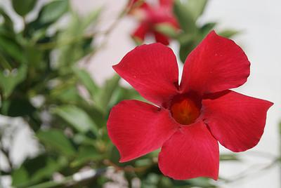 母の日 サンパラソル 鉢植え - Image 3