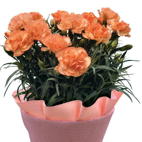 Mother's Day Carnation Pot Orange