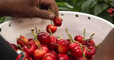Auvil Farm Rainier & Dark Cherry Mix 2kg - Image 9